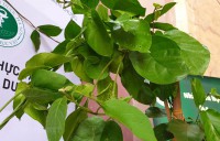 Công bố 'vũ khí' từ thảo dược chống bệnh đái tháo đường